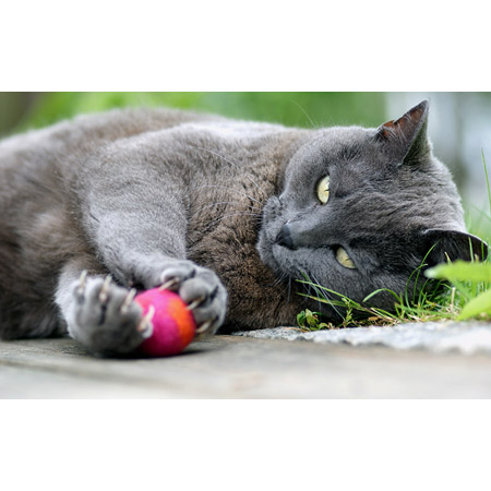 FILZY Katzenspielzeug Filz-Ball