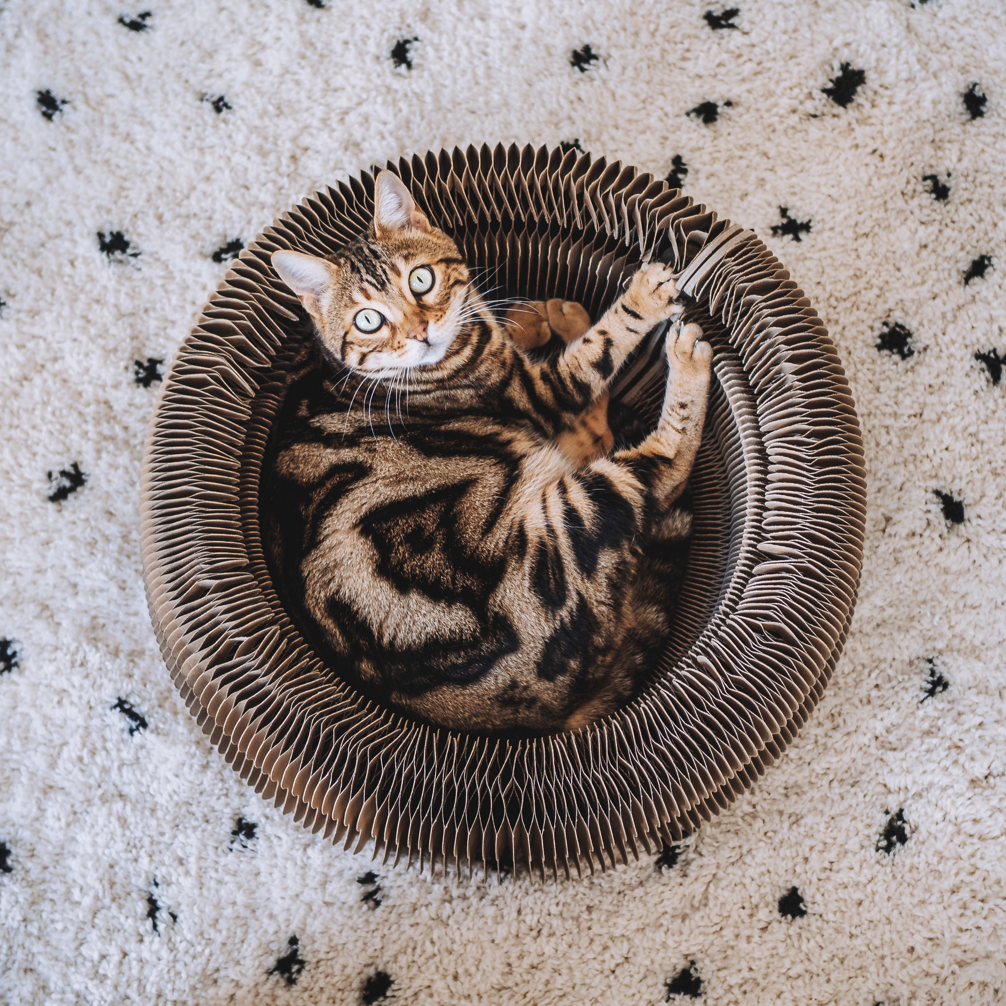 District 70 MAZE - 3-in-1 Katzenbett u. Spielzeug