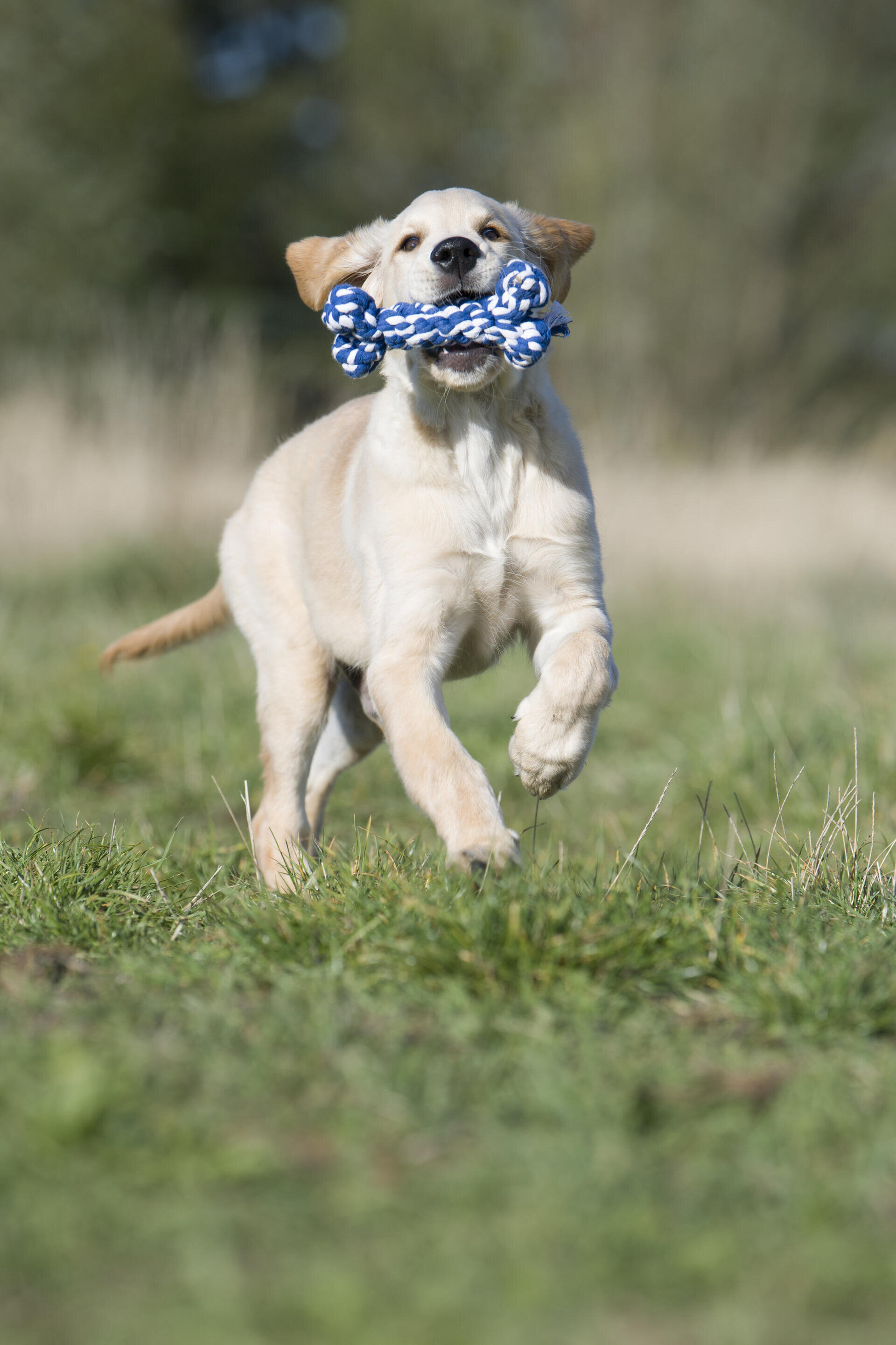 Bonnie Bone Seilspielzeug - Hund Blau und Weiß
