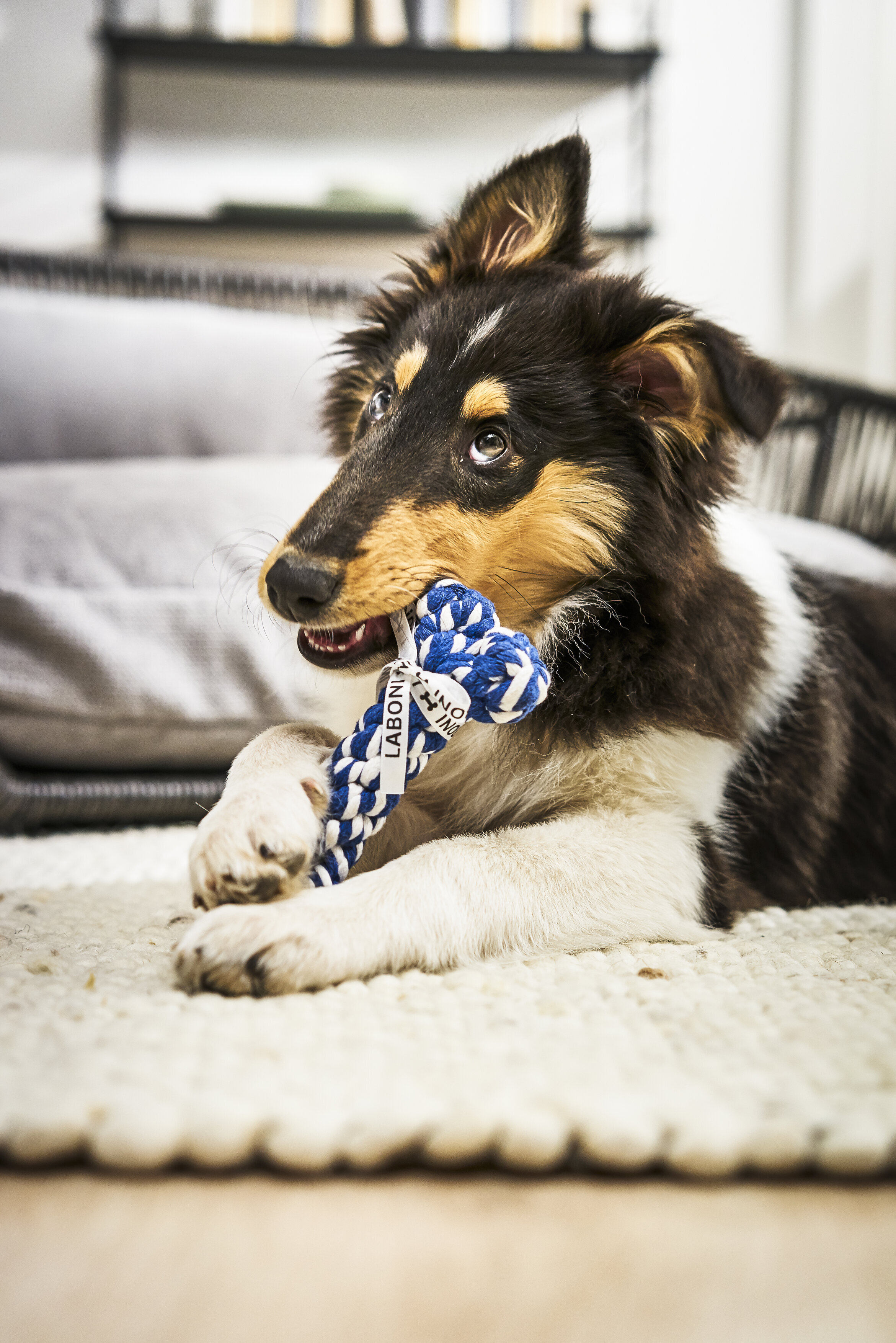 Bonnie Bone Seilspielzeug - Hund Blau und Weiß