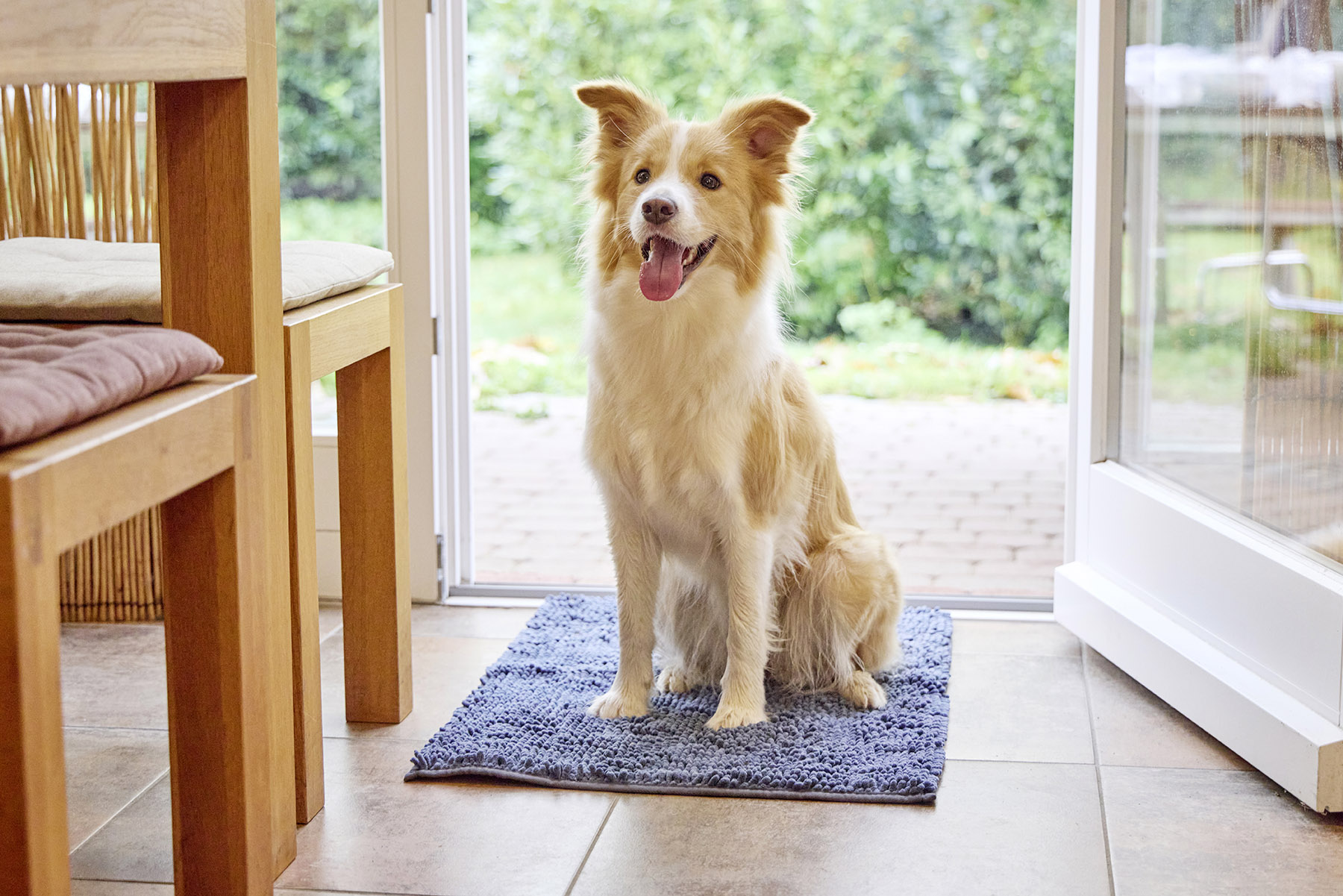 Cleankeeper Doormat, Dirty Dog Doormat blau